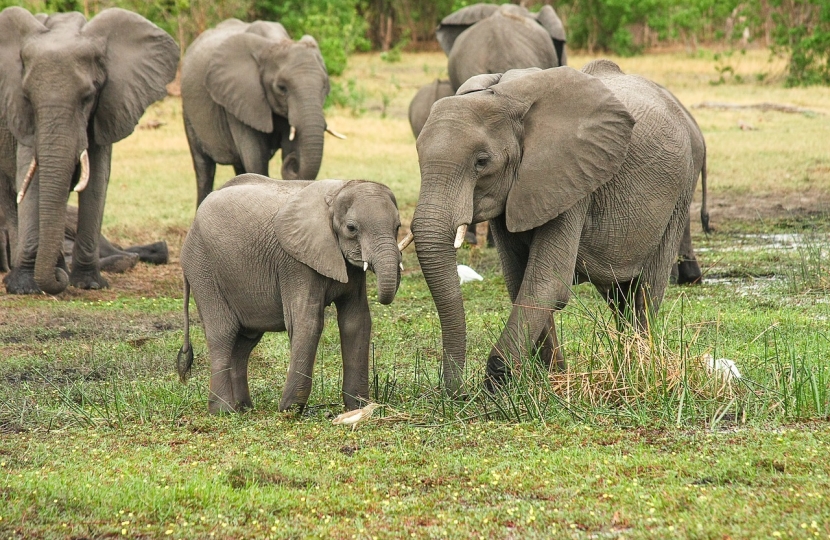 CAWF congratulate Zac Goldsmith MP and Conservative Government on UK Ivory Sales Ban