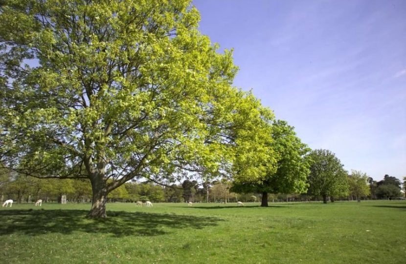 Richmond Park 