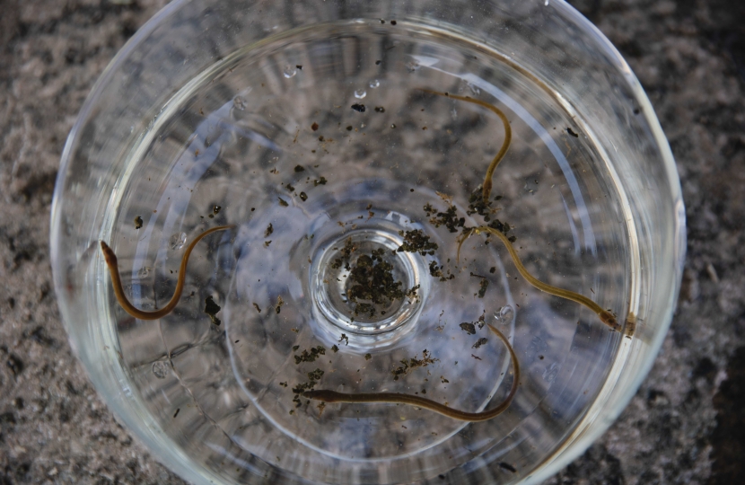 Zac Goldsmith MP releasing eels into the river Thames