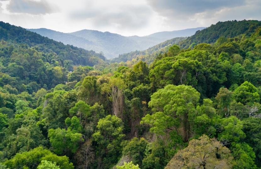 Zac Goldsmith MP £10 million to protect and restore the Amazon rainforest 