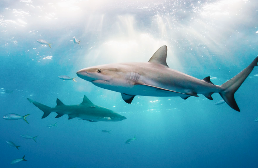 UK Bans Shark Fins: 