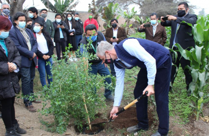 Zac Goldsmith planting Peru's national flower 