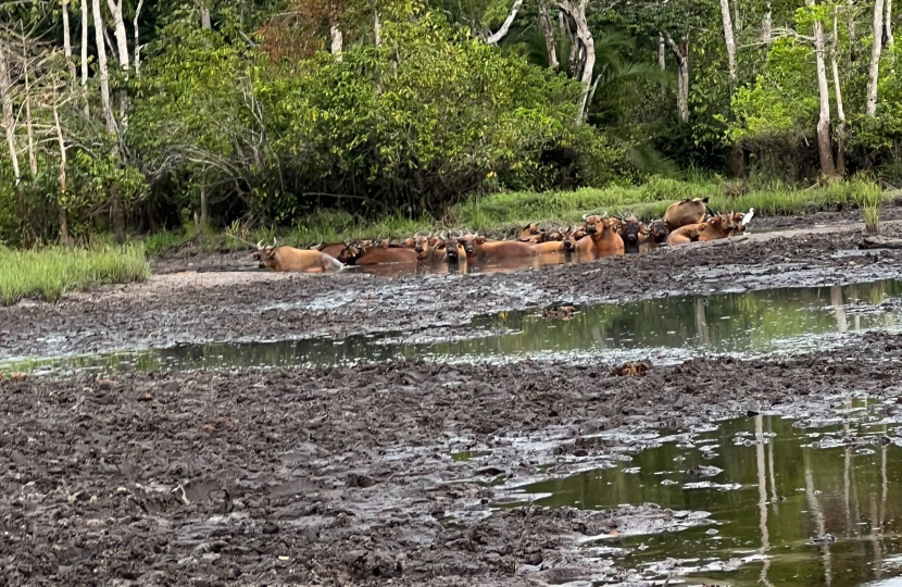 Congo Basin