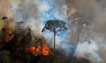 Tackling deforestation